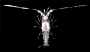 �C�Z�G�r�v�G�����X�c��
